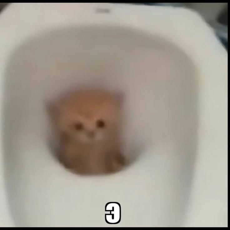 котик прячется