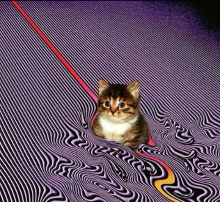 котик в волнах