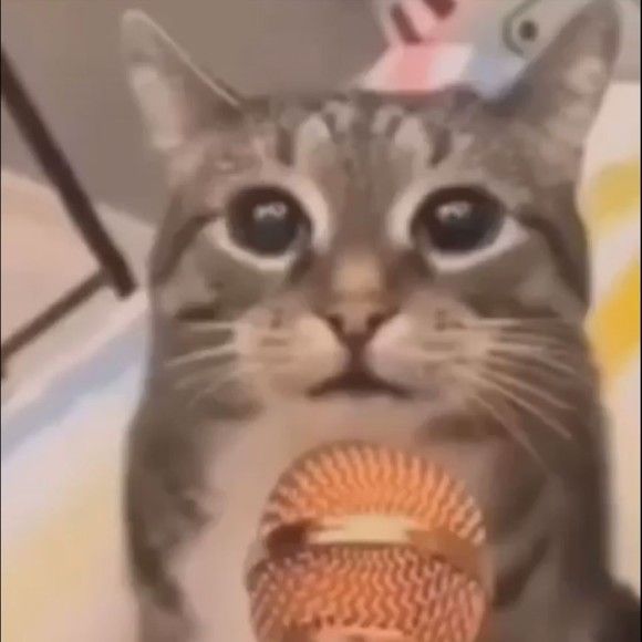 котик с микрофоном