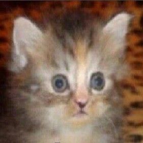 cat wow