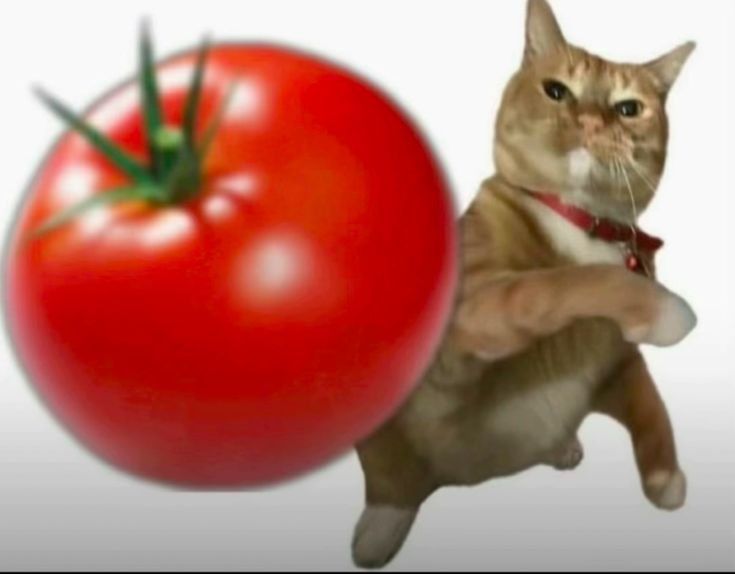 котик и помидоры