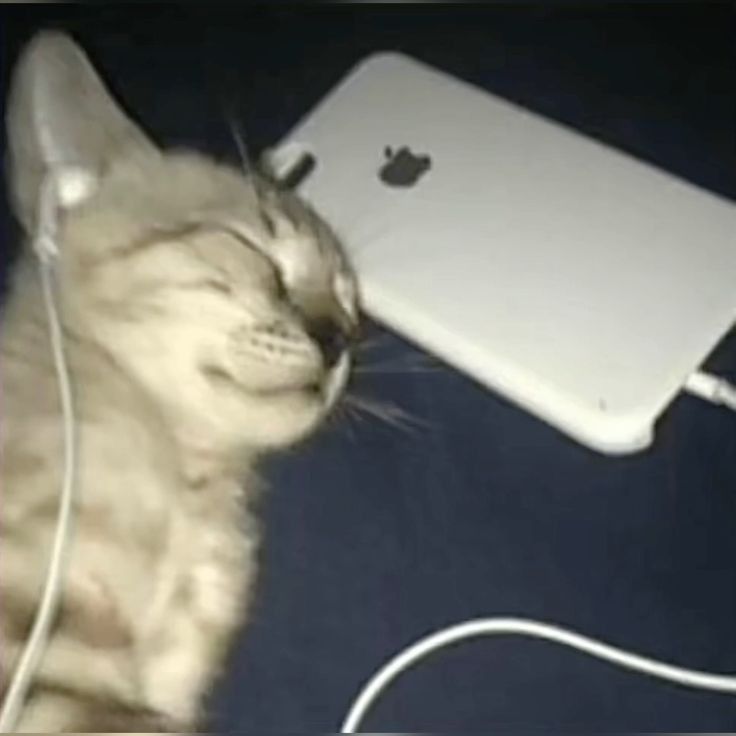 котик слушает музыку