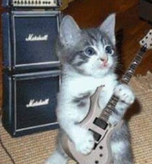котик играет на гитаре