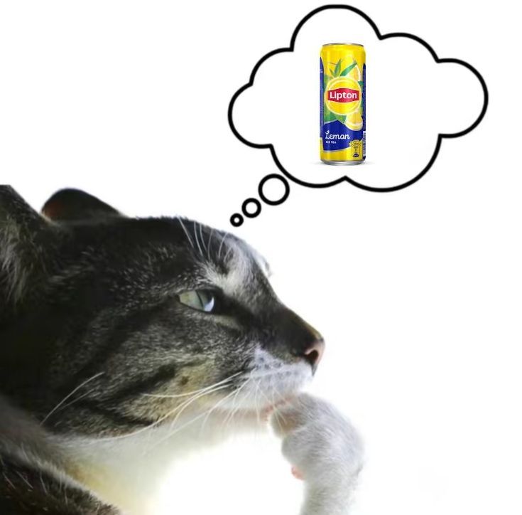 котик хочет Lipton