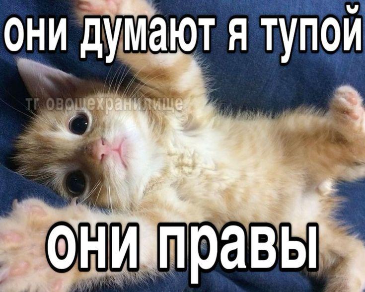 они думают, я тупой — они правы